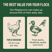 Hatortempt 5lb Dried Mealworms for Chickens & Wild Birds, Chicken Feed | Non-GMO - High-Protein Chicken Food for Laying Hens - Meal Worms Fed Organic Diet - Hand Inspected Treats - Duck Food