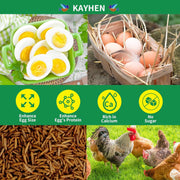 Dried Black Soldier Fly Larvae Treats for Chickens Wild Birds Ducks 10LB | More Calcium Than Mealworms High-Protein Non-GMO Pure Natural
