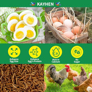 Dried Black Soldier Fly Larvae Treats for Chickens Wild Birds Ducks 10LB | More Calcium Than Mealworms High-Protein Non-GMO Pure Natural