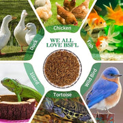 Dried Black Soldier Fly Larvae Treats for Chickens Wild Birds Ducks 10LB | More Calcium Than Mealworms High-Protein Non-GMO Pure Natural
