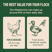 Hatortempt 5lb Dried Mealworms for Chickens & Wild Birds, Chicken Feed | Non-GMO - High-Protein Chicken Food for Laying Hens - Meal Worms Fed Organic Diet - Hand Inspected Treats - Duck Food